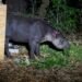 Profepa y especialistas rescatan tapir hallado en comunidad veracruzana