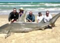 Sorprendente tiburón martillo de 200 kilos es capturado en Seybaplaya