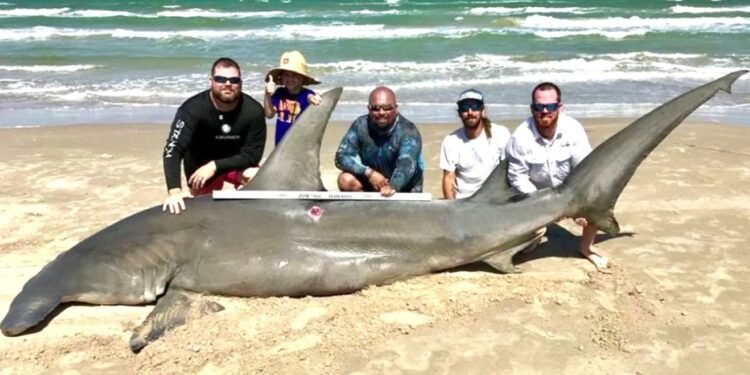 Sorprendente tiburón martillo de 200 kilos es capturado en Seybaplaya