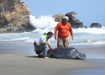 Rescatan tortuga laúd de 300 kilos arrastrada tierra adentro en Oaxaca