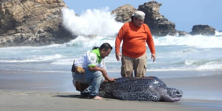 Rescatan tortuga laúd de 300 kilos arrastrada tierra adentro en Oaxaca