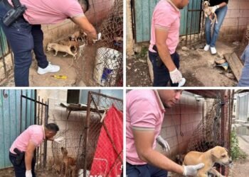 Rescatan a perrita y sus cachorros por presunto maltrato animal en Campeche