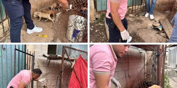 Rescatan a perrita y sus cachorros por presunto maltrato animal en Campeche