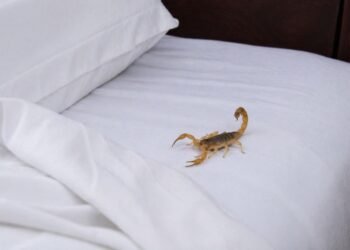 Ojo con los alacranes: repunte deja miles de casos en días, ¿qué hacer en una emergencia?