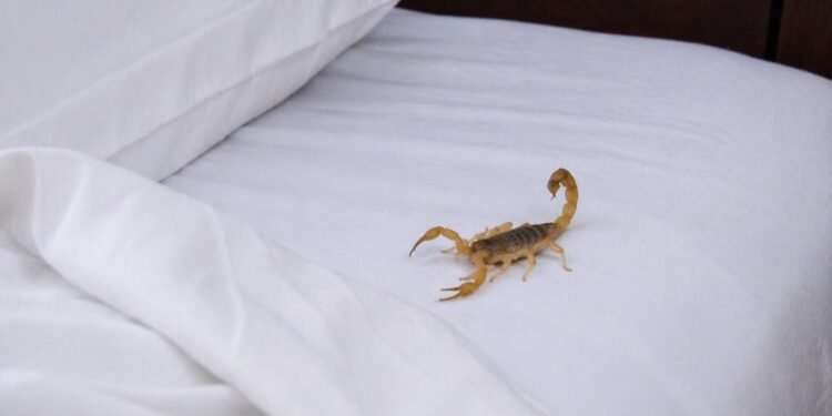 Ojo con los alacranes: repunte deja miles de casos en días, ¿qué hacer en una emergencia?