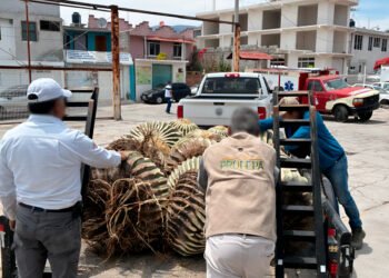 Rescatan 33 biznagas protegidas en Hidalgo; tenían hasta 70 años de edad