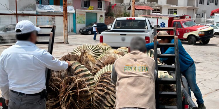 Rescatan 33 biznagas protegidas en Hidalgo; tenían hasta 70 años de edad