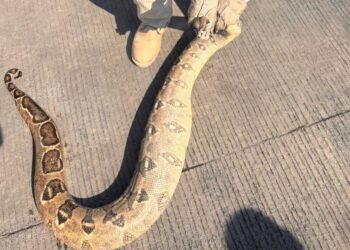 ¿Te podría pasar a ti? Boas aparecen en casas y desatan operativo en Tuxtla