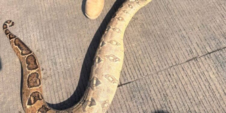 ¿Te podría pasar a ti? Boas aparecen en casas y desatan operativo en Tuxtla