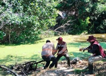 Trampa mortal: cocodrilo muere entre basura en manglar de Ciudad del Carmen