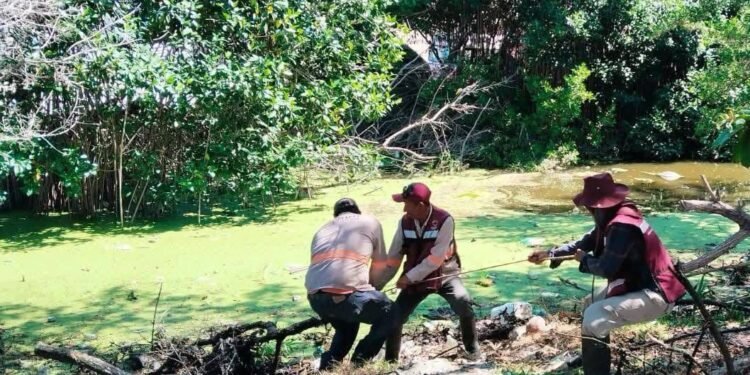Trampa mortal: cocodrilo muere entre basura en manglar de Ciudad del Carmen