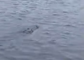 Alerta en Champotón por avistamiento de enorme cocodrilo cerca de Boca del Río