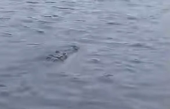 Alerta en Champotón por avistamiento de enorme cocodrilo cerca de Boca del Río