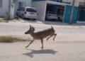Venados desorientados irrumpen en Ciudad del Carmen; crece alerta por fauna desplazada