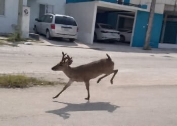 Venados desorientados irrumpen en Ciudad del Carmen; crece alerta por fauna desplazada