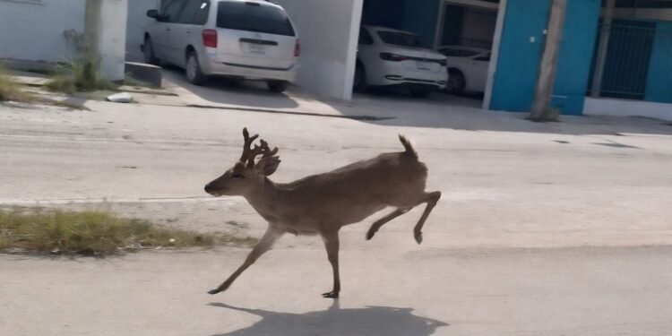 Venados desorientados irrumpen en Ciudad del Carmen; crece alerta por fauna desplazada