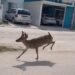 Venados desorientados irrumpen en Ciudad del Carmen; crece alerta por fauna desplazada