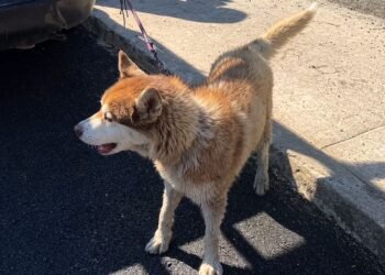 ¿De quién es? Bomberos rescatan a husky en río del Estado de México y ahora buscan a su familia
