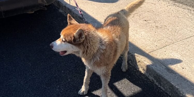 ¿De quién es? Bomberos rescatan a husky en río del Estado de México y ahora buscan a su familia