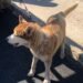 ¿De quién es? Bomberos rescatan a husky en río del Estado de México y ahora buscan a su familia