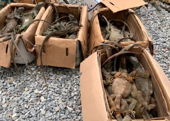 Golpe al tráfico de fauna: Profepa libera 161 iguanas escondidas en un autobús