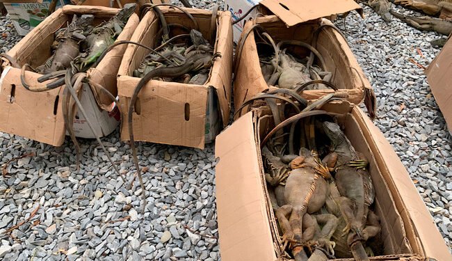 Golpe al tráfico de fauna: Profepa libera 161 iguanas escondidas en un autobús