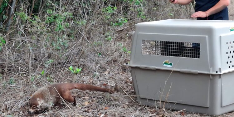 Vuelven a casa: 40 vidas regresan a la selva tamaulipeca