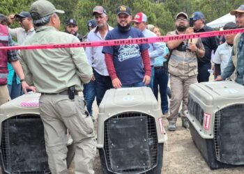 Tras medio siglo de ausencia, reintroducen al lobo mexicano en ecosistemas naturales