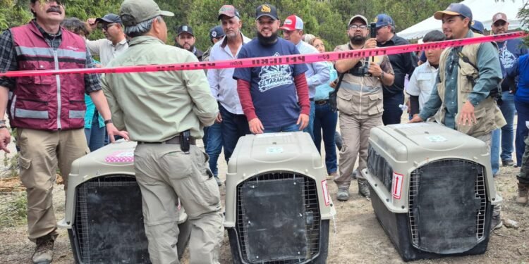 Tras medio siglo de ausencia, reintroducen al lobo mexicano en ecosistemas naturales
