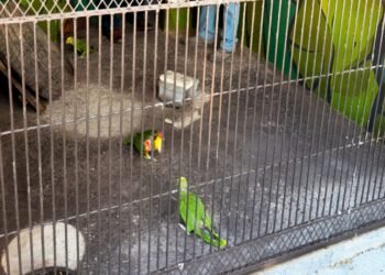 Recuperan tres loros en peligro de extinción tras intento de tráfico hacia EU