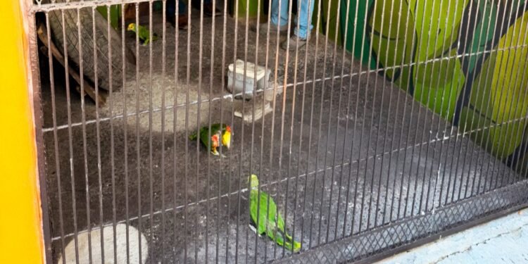 Recuperan tres loros en peligro de extinción tras intento de tráfico hacia EU