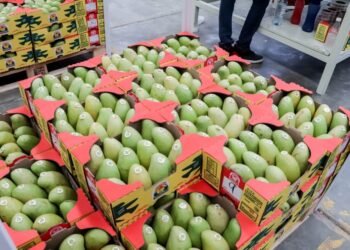 Mango mexicano mantiene exportaciones a EU y prevé superar 350 mil toneladas en 2026