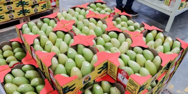 Mango mexicano mantiene exportaciones a EU y prevé superar 350 mil toneladas en 2026