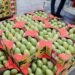 Mango mexicano mantiene exportaciones a EU y prevé superar 350 mil toneladas en 2026