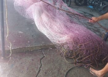 ¿Sabes qué es el “pirish de mar”? Está dejando sin sustento a pescadores