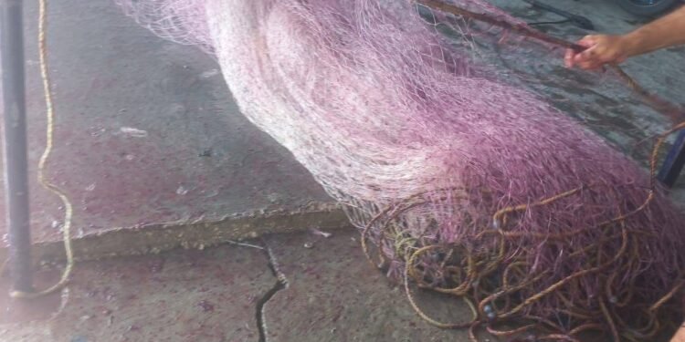 ¿Sabes qué es el “pirish de mar”? Está dejando sin sustento a pescadores