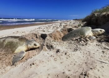 ¡Despliegue en la arena! Intensifican defensa de nidos de tortuga
