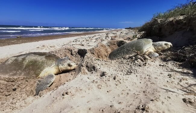 ¡Despliegue en la arena! Intensifican defensa de nidos de tortuga