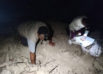 Campamentos tortugueros de Campeche se declaran listos para la temporada 2026