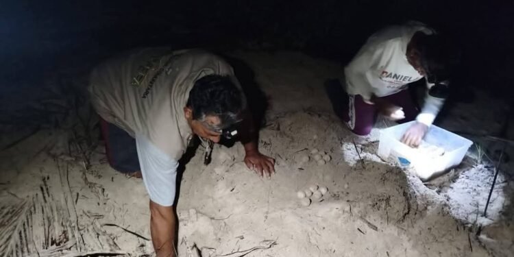 Campamentos tortugueros de Campeche se declaran listos para la temporada 2026
