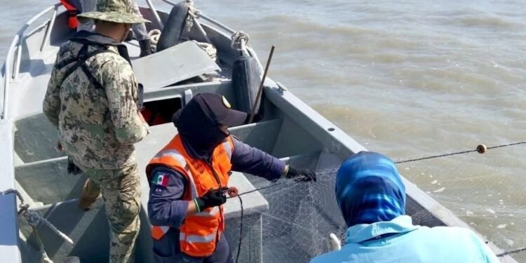 Semar decomisa 1.4 toneladas de producto pesquero ilegal en Campeche