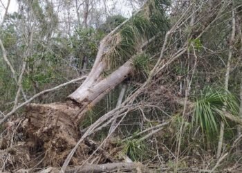 Alerta en Calakmul: clausuran zona núcleo tras desmonte ilegal