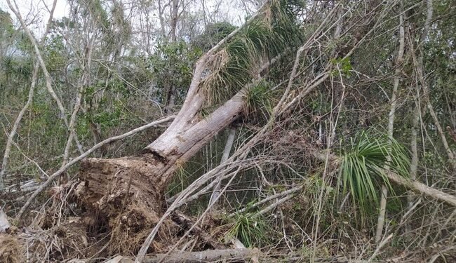 Alerta en Calakmul: clausuran zona núcleo tras desmonte ilegal