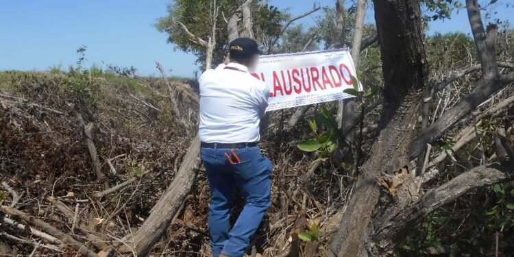 Campeche, clave en operativo ambiental nacional que deja clausuras y aseguramientos