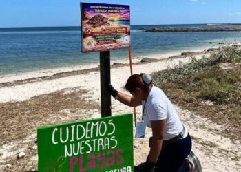 En guardia por las tortugas en Campeche; intensifican vigilancia costera