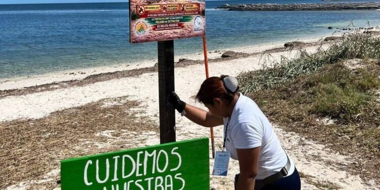 En guardia por las tortugas en Campeche; intensifican vigilancia costera