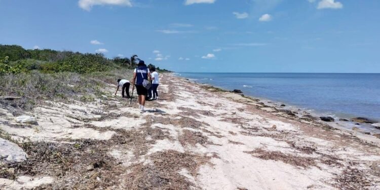 Champotón se activa y limpia Punta Xen para proteger a las tortugas