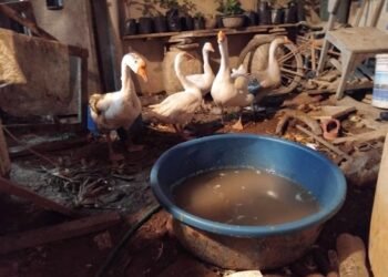 Rescatan gansos en condiciones críticas; abren investigación por posible maltrato