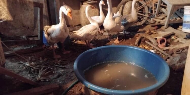 Rescatan gansos en condiciones críticas; abren investigación por posible maltrato