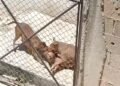 Jauría desata miedo en Cuatro Caminos; un perro muere tras brutal ataque